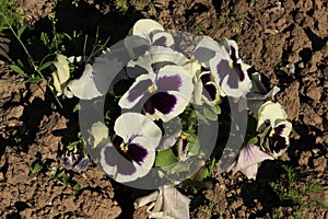 Bright multicolored spring pansy flowers bloomed on a flower bed in a garden on a sunny day