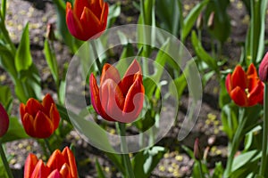 bright multicolored tulips lit by the spring sunshine