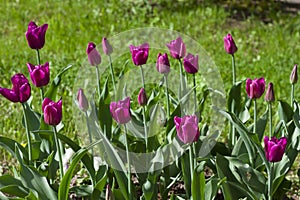 Bright multicolored tulips lit by the spring sunshine