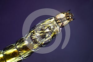 Abstract micrograph of glowing muscle cells of a midge larva