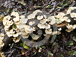 Bright mushroom root