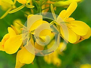 Bright mustard flowers on a green background