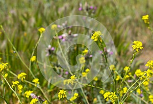 Bright Mustard Flowers