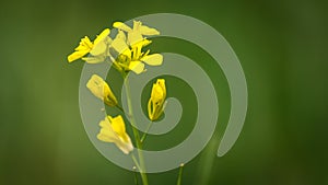 Bright Yellow Mustard flowers, background