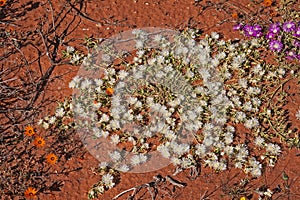 Bright Namaqualand Spring Flowers 11608