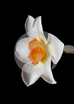 bright narcissus flower in dew drops isolated on black