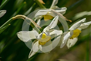 Bright Narcissus flowers in the garden, yellow spring flowers on a sunny day, thin green leaves