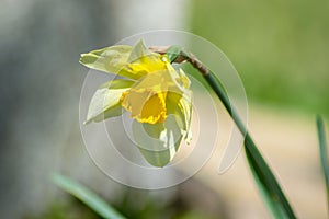 Bright Narcissus flowers in the garden, yellow spring flowers on a sunny day, thin green leaves