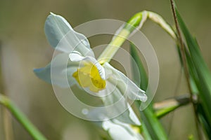 Bright Narcissus flowers in the garden, yellow spring flowers on a sunny day, thin green leaves