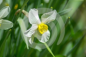 Bright Narcissus flowers in the garden, yellow spring flowers on a sunny day, thin green leaves