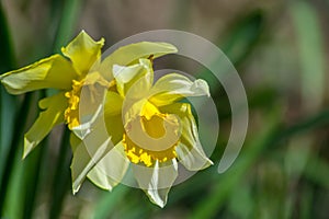 Bright Narcissus flowers in the garden, yellow spring flowers on a sunny day, thin green leaves