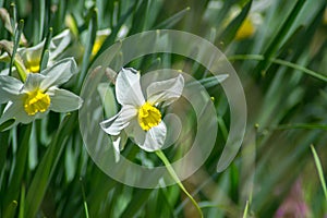 Bright Narcissus flowers in the garden, yellow spring flowers on a sunny day, thin green leaves