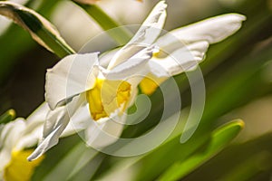 Bright Narcissus flowers in the garden, yellow spring flowers on a sunny day, thin green leaves