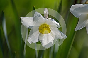 Bright Narcissus flowers in the garden, yellow spring flowers on a sunny day, thin green leaves