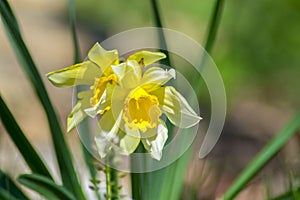 Bright Narcissus flowers in the garden, yellow spring flowers on a sunny day, thin green leaves