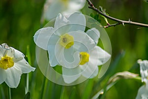 Bright Narcissus flowers in the garden, yellow spring flowers on a sunny day, thin green leaves