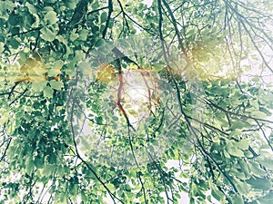 Bright Nature Photography, Light Colors, Tree Branches Leaves Foliage, Double Exposure Light Reflections