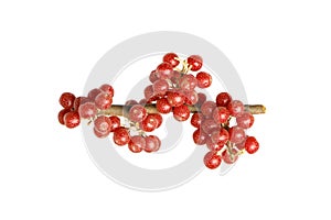 Bright North America Buffaloberry Shepherdia canadensis, healthy food on white background