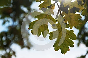 Bright Oak Leaves