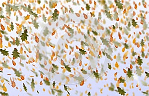 Bright oak leaves autumn background.