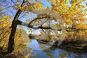 bright oak tree over river