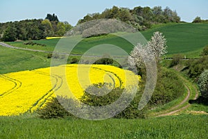 Bright oilseed rape field in the valley between the hills, Germany