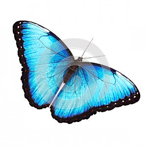 Bright male of the blue morpho butterfly isolated on white with spread wings photo