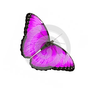 Blue morpho butterfly male isolated on white. Color change to magenta photo