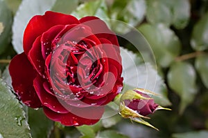 Bright opened red rose flower with closed bud with waterdrops after rain and leaves as background