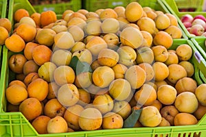 Bright orange apricots in the box for sale on Apricot Fair in Porreres, Mallorca photo