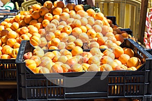 Bright orange apricots in two boxes for sale on Apricot Fair in Porreres, Mallorca photo