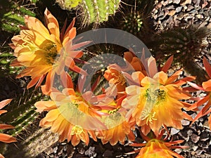 Bright orange Arizona cactus flower background
