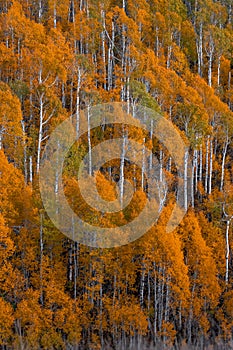 Aspen trees on the slopes of Mount Ogden in Utah photo