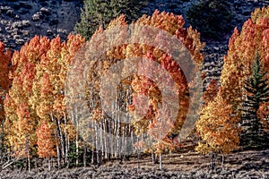 Bright Orange Aspens Trees