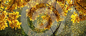 Bright orange autumn leaves on an oak branch in the forest. Autumn background, wide banner format