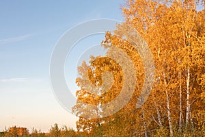 Bright orange autumn tree crowns against blue sky. Autumn yellow birches in evening sun