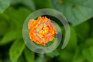 Bright orange ball-flower sunlit