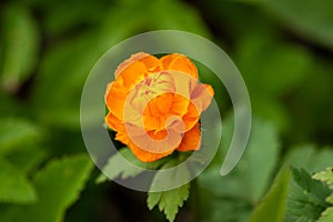 Bright orange ball-flower sunlit