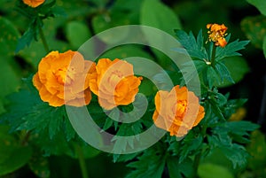 Bright orange ball flower Trollius asiaticus