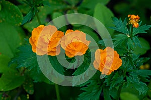 Bright orange ball-flower Trollius asiaticus. Siberia