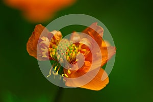 Bright orange bathing suit flower (lat. Trollius) on a dark green background. Shallow depth of field. macro photography.