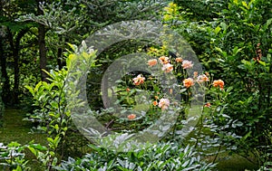 Bright orange beautiful rose Westerland in beautiful landscaped garden. A lot of evergreen plants. Lyric motif for design photo