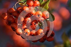 Pyracantha with bright orange berries in the sunlight photo