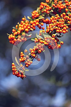 Bright orange berries of a Pyracantha, on blue