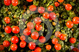 Bright orange berries and small green leaves of nertera plant. T