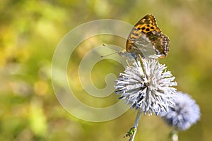 Bright orange and black spotted butterfly, the silver-washed fritillary