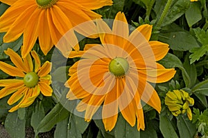 Bright orange blackeyed susan flowers
