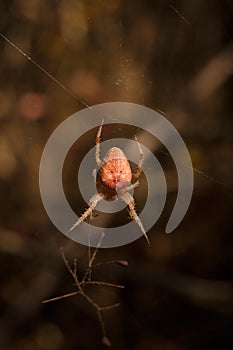 Bright orange brown spider Eriophora, a genus of orb-weaver spiders in its cobweb. Wildlife, insects world. Soft focused vertical