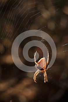 Bright orange brown spider Eriophora, a genus of orb-weaver spiders in its cobweb. Wildlife, insects world. Soft focused vertical