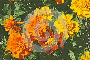Bright orange and burgundy marigolds grow on flower bed